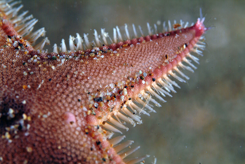 Astropecten irregularis pentacanthus (Delle Chiaje, 1827)